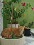 Caipora