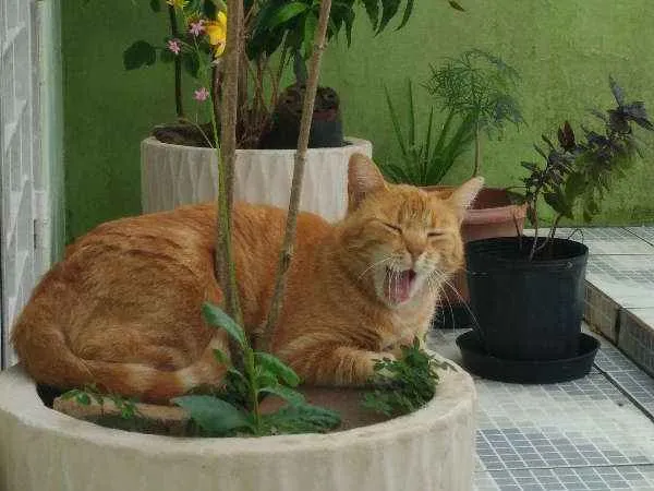 Gato ra a sem raça definida idade 4 anos nome Caipora