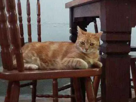 Gato ra a sem raça definida idade 4 anos nome Caipora