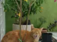 Caipora