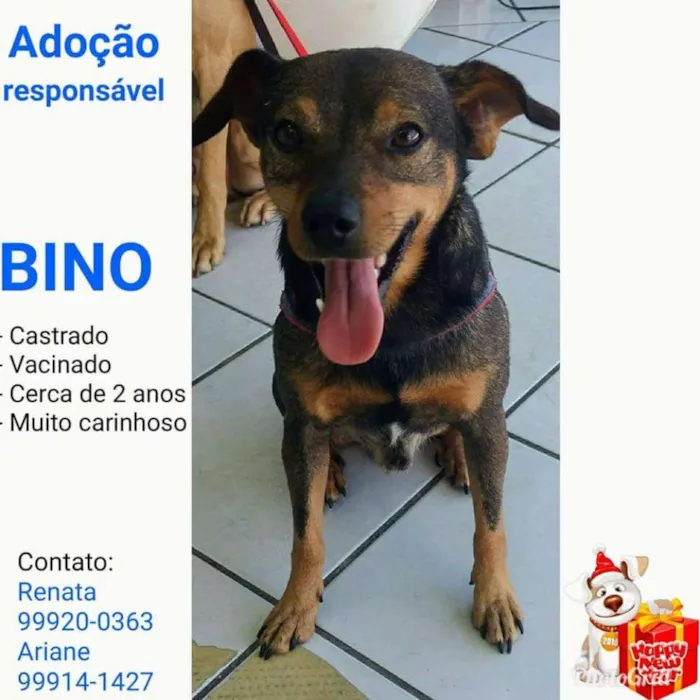 Cachorro ra a SRD idade 2 anos nome Bino