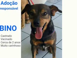 Cachorro raça SRD idade 2 anos nome Bino