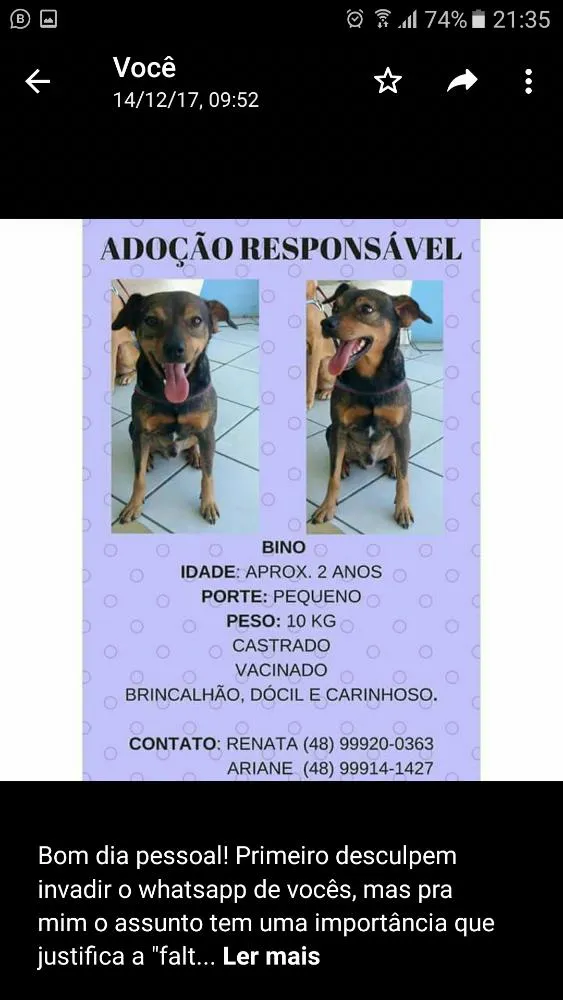 Cachorro ra a SRD idade 2 anos nome Bino