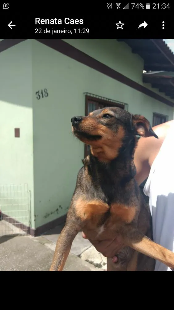 Cachorro ra a SRD idade 2 anos nome Bino