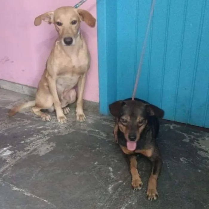 Cachorro ra a SRD idade 2 anos nome Bino