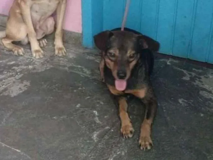 Cachorro ra a SRD idade 2 anos nome Bino