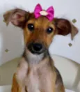 GRACINHA
