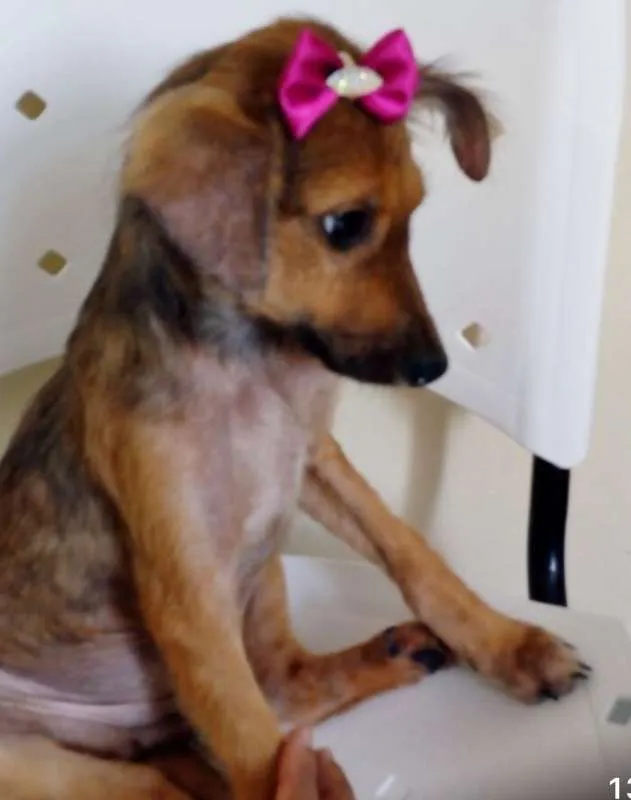 Cachorro ra a SRD idade 2 a 6 meses nome GRACINHA
