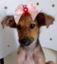 GRACINHA
