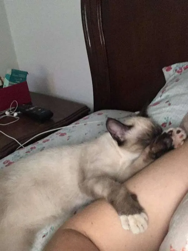 Gato ra a siamesa idade 2 a 6 meses nome MIMI