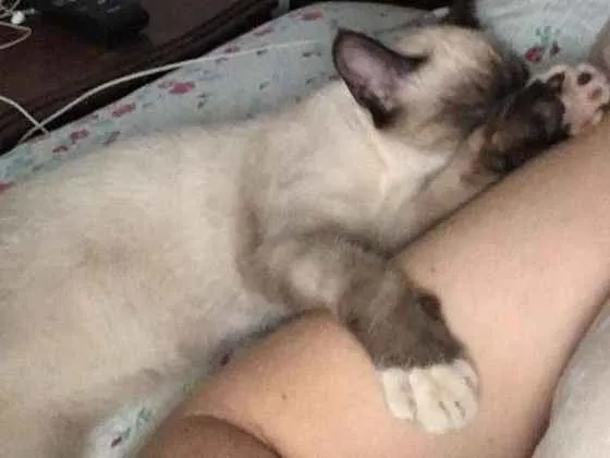 Gato ra a siamesa idade 2 a 6 meses nome MIMI