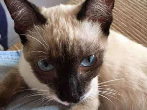 Gato raça siamesa idade 2 a 6 meses nome MIMI