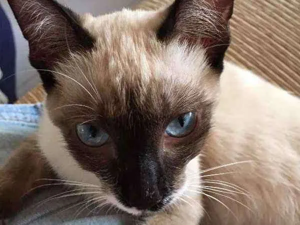 Gato ra a siamesa idade 2 a 6 meses nome MIMI