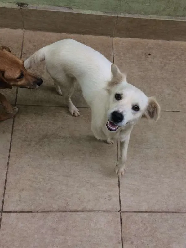 Cachorro raça Vira Lata idade 4 anos nome Branquinha