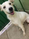 Branquinha