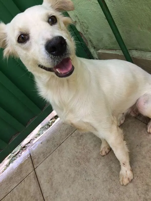 Cachorro raça Vira Lata idade 4 anos nome Branquinha