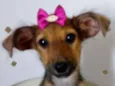 GRACINHA