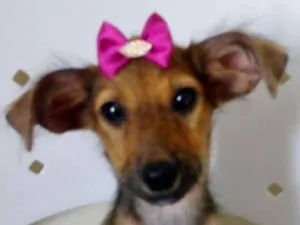 Cachorro raça SRD idade 2 a 6 meses nome GRACINHA