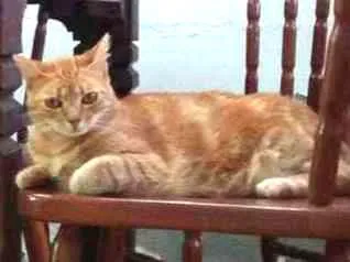 Gato ra a sem raça definida idade 4 anos nome Caipora