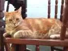 Gato raça sem raça definida idade 4 anos nome Caipora