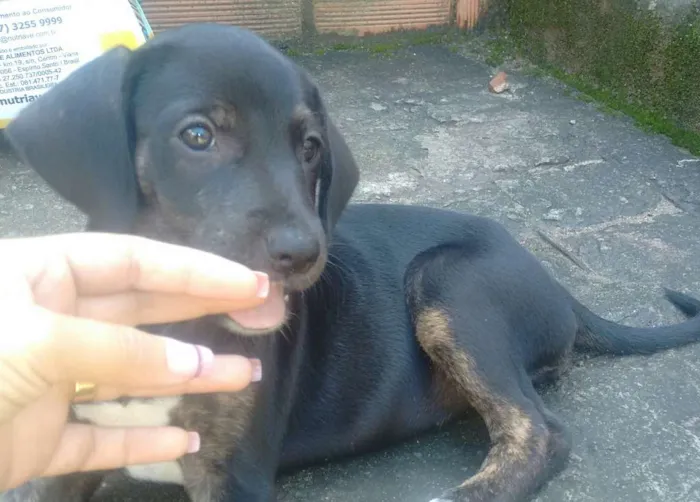 Cachorro raça Vira Lata idade 2 a 6 meses nome Lila