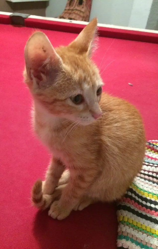 Gato ra a  idade Abaixo de 2 meses nome Nala