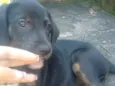 Lila