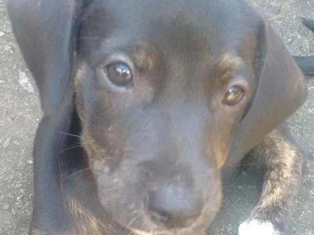 Cachorro raça Vira Lata idade 2 a 6 meses nome Lila