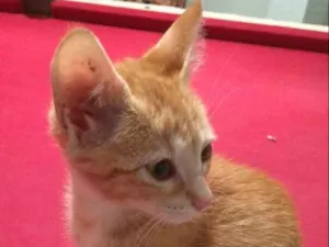Gato raça  idade Abaixo de 2 meses nome Nala