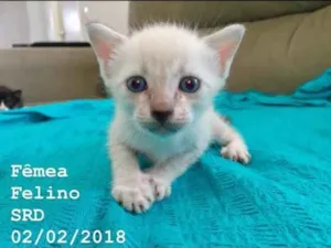 Gato raça SRD idade 2 a 6 meses nome Gatinhos fofinhos