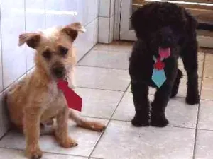 Cachorro raça vira lata idade 7 a 11 meses nome Kong
