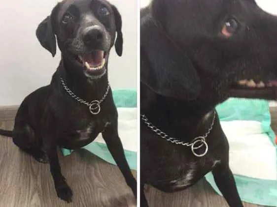Cachorro ra a Indefinida  idade 2 anos nome Não sabemos