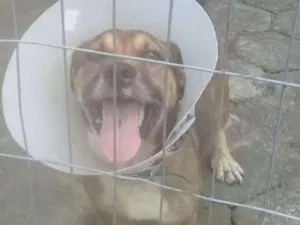 Cachorro raça  idade 3 anos nome Nori