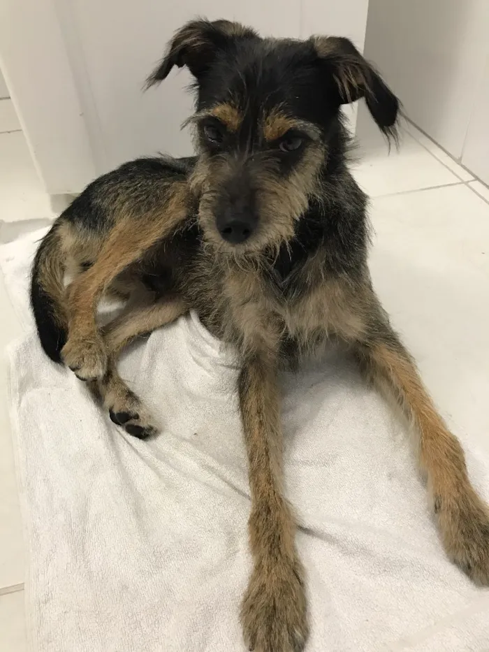 Cachorro ra a Vira Lata idade 2 anos nome Banzé