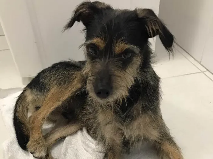 Cachorro ra a Vira Lata idade 2 anos nome Banzé