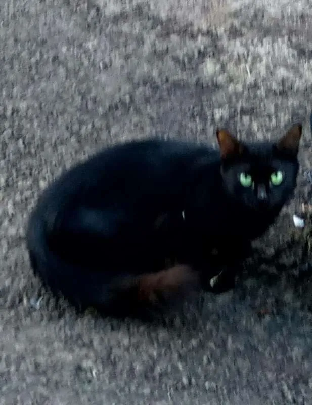 Gato ra a misto idade 3 anos nome Gatinha