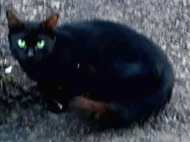 Gato ra a misto idade 3 anos nome Gatinha