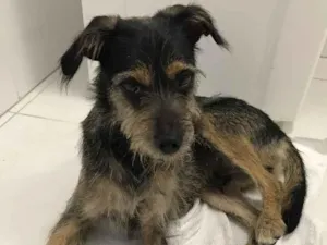 Cachorro raça Vira Lata idade 2 anos nome Banzé