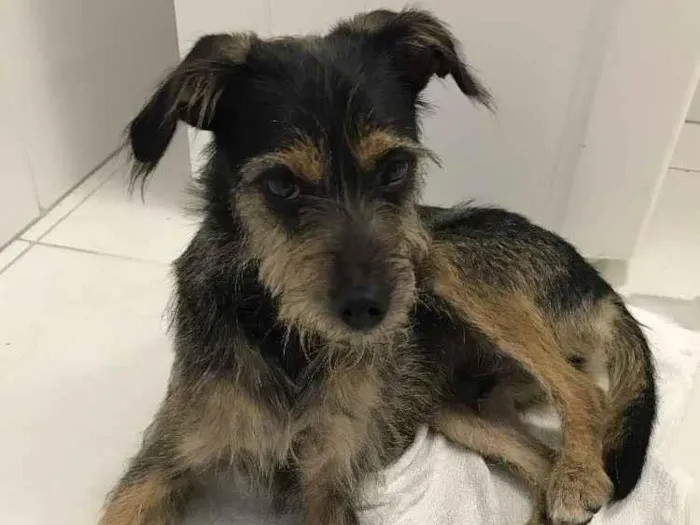 Cachorro ra a Vira Lata idade 2 anos nome Banzé
