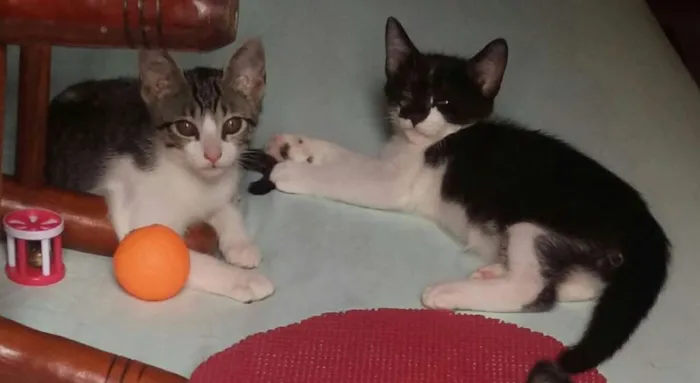 Gato ra a SRD idade 2 a 6 meses nome Tommy, Billy 
