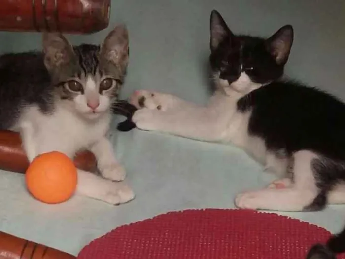Gato ra a SRD idade 2 a 6 meses nome Tommy, Billy 