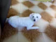 Bobby