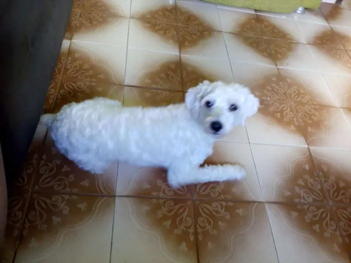 Cachorro raça Poodo idade 1 ano nome Bobby