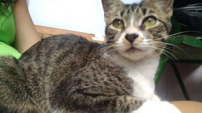 Gato ra a SRD idade 1 ano nome Luna