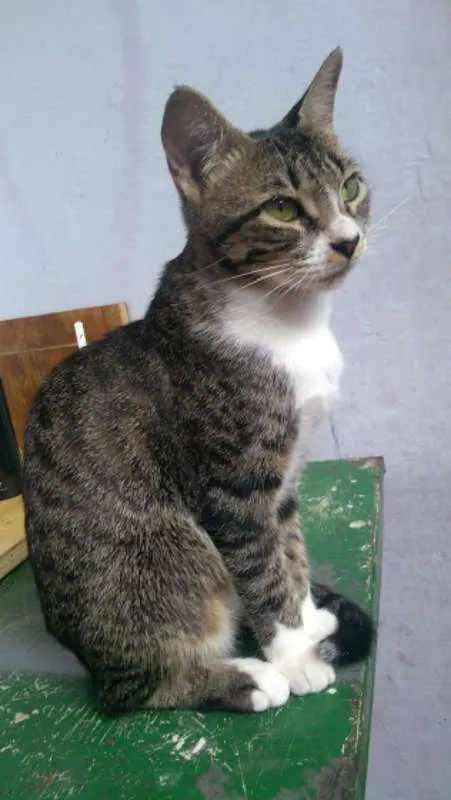 Gato ra a SRD idade 1 ano nome Luna