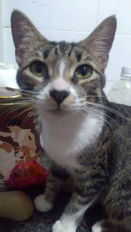 Gato ra a SRD idade 1 ano nome Luna