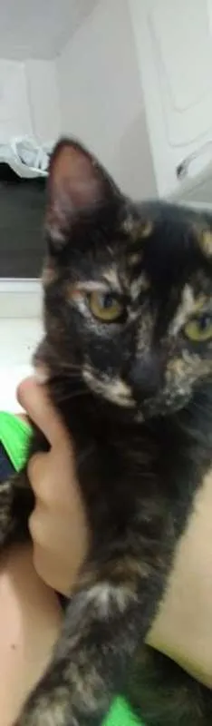Gato ra a SRD idade 2 a 6 meses nome Maze