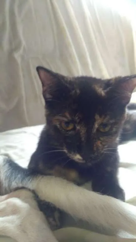 Gato ra a SRD idade 2 a 6 meses nome Maze