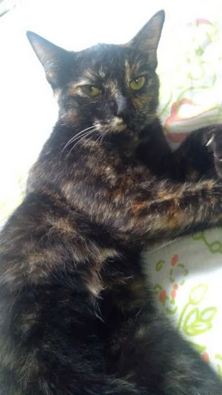 Gato ra a SRD idade 2 a 6 meses nome Maze