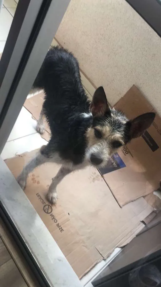 Cachorro ra a SRD idade 1 ano nome Não tem 